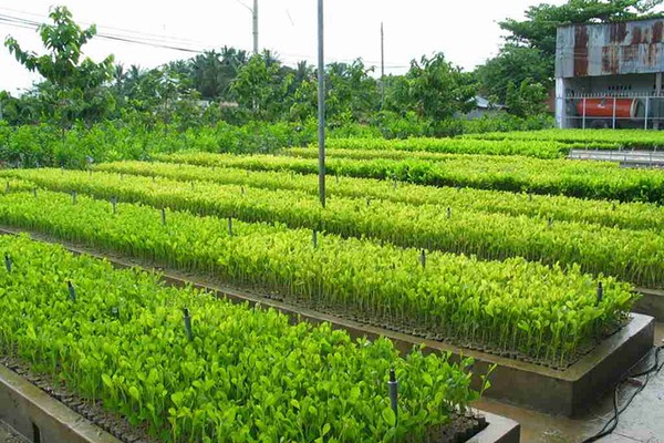 Biện Pháp Trồng Cây Chịu Mặn