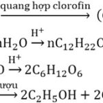 Quá trình quang hợp biến CO2 và nước thành glucose và oxy
