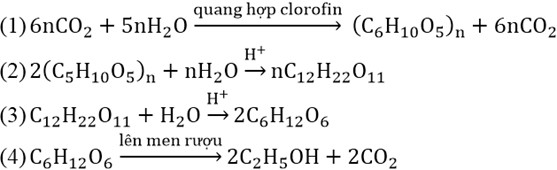 Quá trình quang hợp biến CO2 và nước thành glucose và oxy