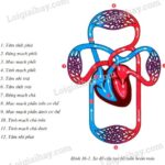 Đường đi của máu trong vòng tuần hoàn nhỏ (tuần hoàn phổi)