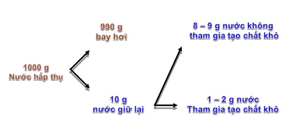 Nhu cầu nước của thực vật được thể hiện qua quá trình thoát hơi nước, giúp vận chuyển chất dinh dưỡng và duy trì sự sống