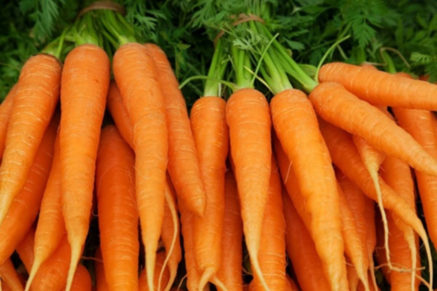 Cây cà rốt