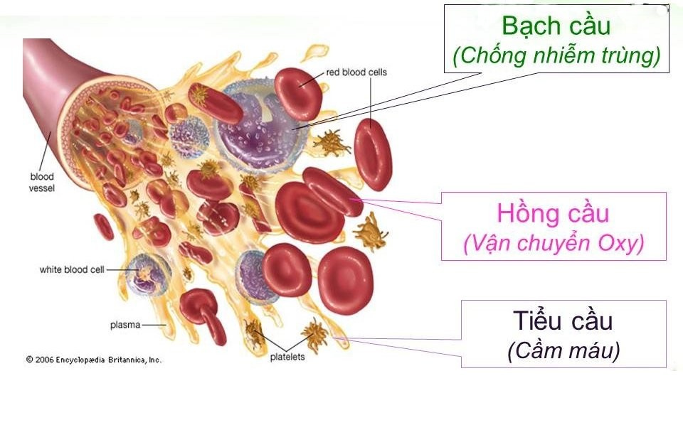 Các tế bào máu và chức năng của chúng