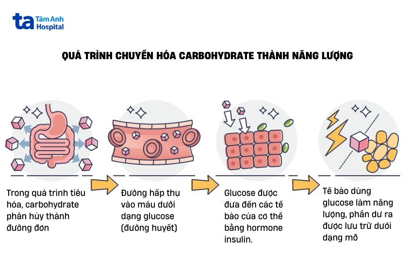 quá trình chuyển hóa carbohydrate
