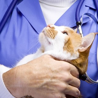 Mèo được bác sĩ thú y khám bệnh