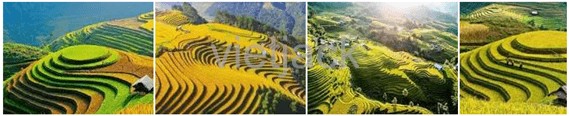Thực Hiện Các Thủ Tục Đăng Ký Xe Và Nộp Thuế Theo Quy Định