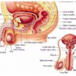 Cấu tạo hệ sinh sản nam giới