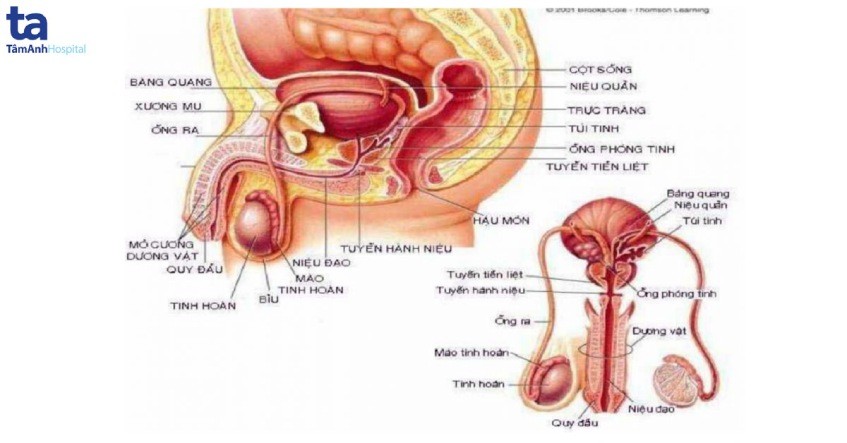 Cấu tạo hệ sinh sản nam giới