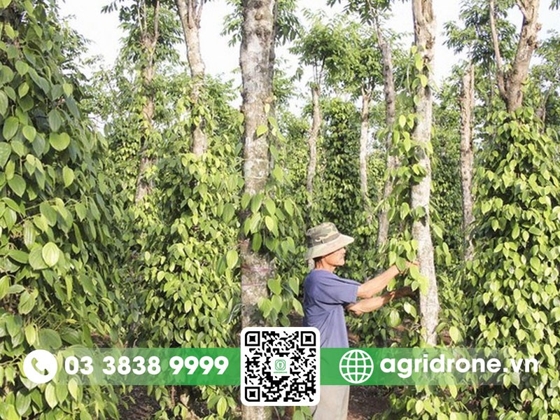 Cây thông thuộc nhóm thực vật hạt trần với nón đặc trưng, thể hiện rõ đặc điểm sinh sản khác biệt so với thực vật hạt kín.