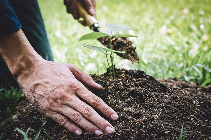 Đất trồng mía có nguồn gốc từ núi lửa
