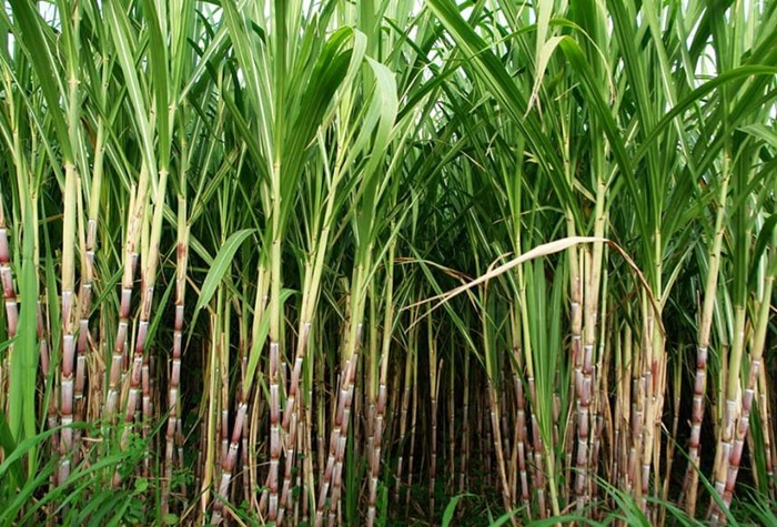 Đất có tỉ lệ mùn cao