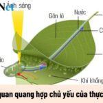 lá cây xanh