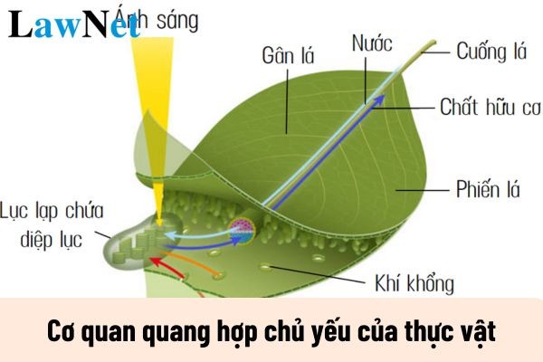 lá cây xanh