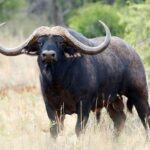 Trâu nước (Water buffalo) phổ biến ở các nước châu Á, thường được sử dụng để cày ruộng.