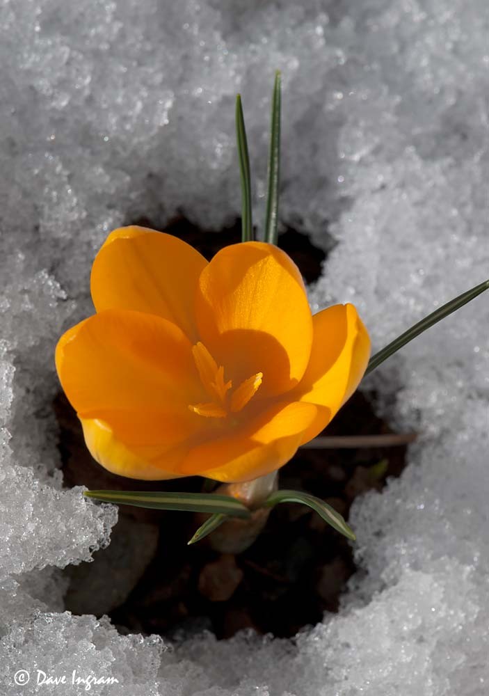 Crocus