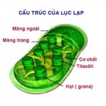 pha tối quang hợp