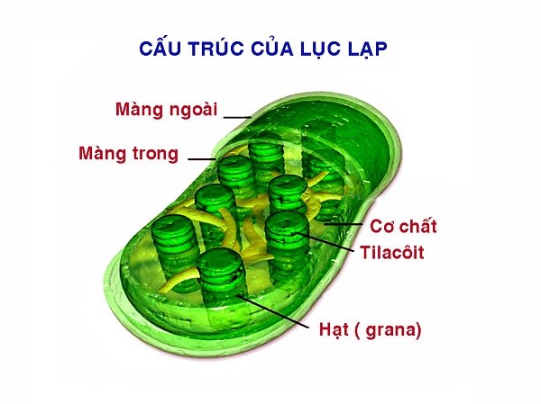 pha tối quang hợp