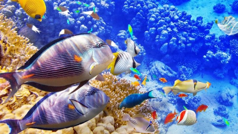 Phân biệt đặc điểm và đặc trưng