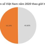 Biểu đồ hình quạt cơ cấu dân số Việt Nam năm 2020 theo giới tính