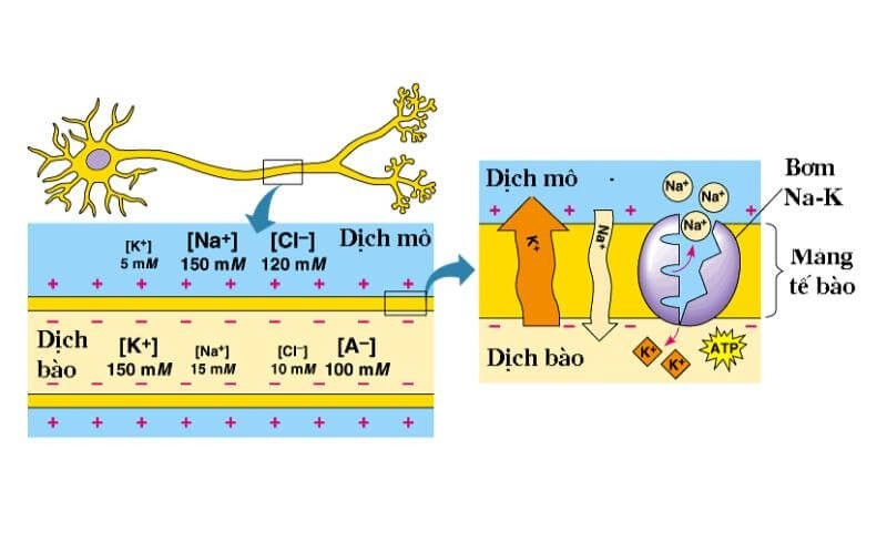 Điện thế nghỉ là gì và cơ chế hình thành