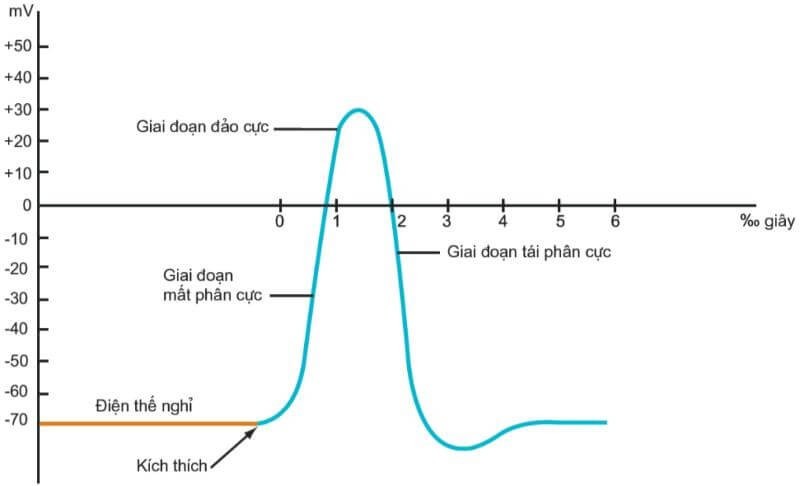 Nguyên lý hoạt động của điện thế nghỉ