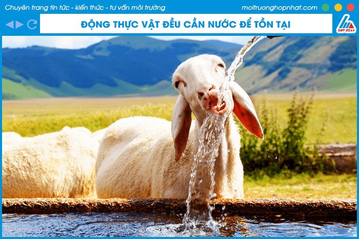 Vai trò của nước đối với sinh vật