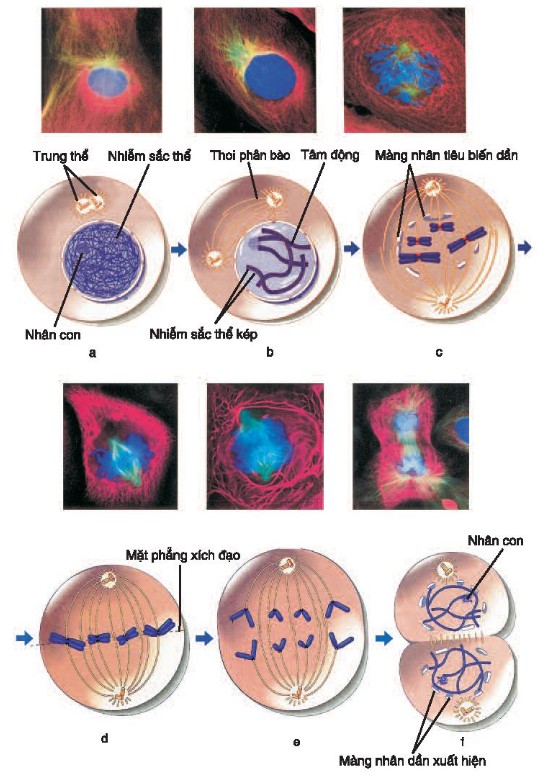Khái niệm về giảm phân