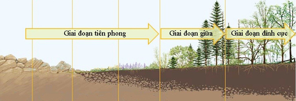Diễn thế thứ sinh trên đất bỏ hoang