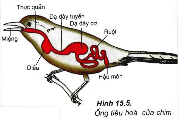 ống tiêu hóa ở chim