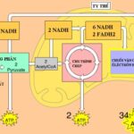 Sơ đồ hô hấp tế bào - Trả lời câu hỏi chuỗi truyền electron hô hấp diễn ra ở đâu