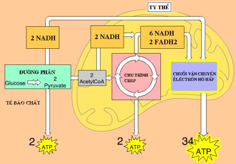 Sơ đồ hô hấp tế bào - Trả lời câu hỏi chuỗi truyền electron hô hấp diễn ra ở đâu