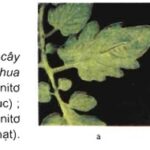 quá trình khử nitrat diễn ra ở rễ và lá cây