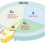 Chu kỳ tế bào bao gồm quá trình nguyên phân