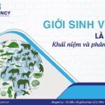 Hệ thống phân loại sinh học giúp các nhà khoa học dễ dàng nghiên cứu và trao đổi thông tin về các loài sinh vật.