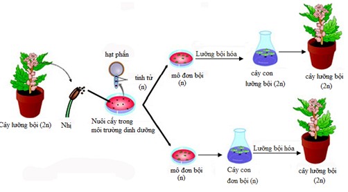 Nuôi cấy hạt phấn