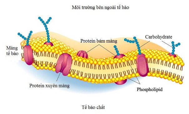 Mô hình lớp lipid kép của màng tế bào