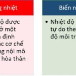 Rắn phơi nắng để tăng nhiệt độ cơ thể