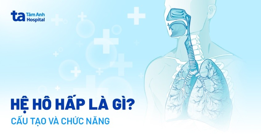 Hô Hấp Ở Thực Vật