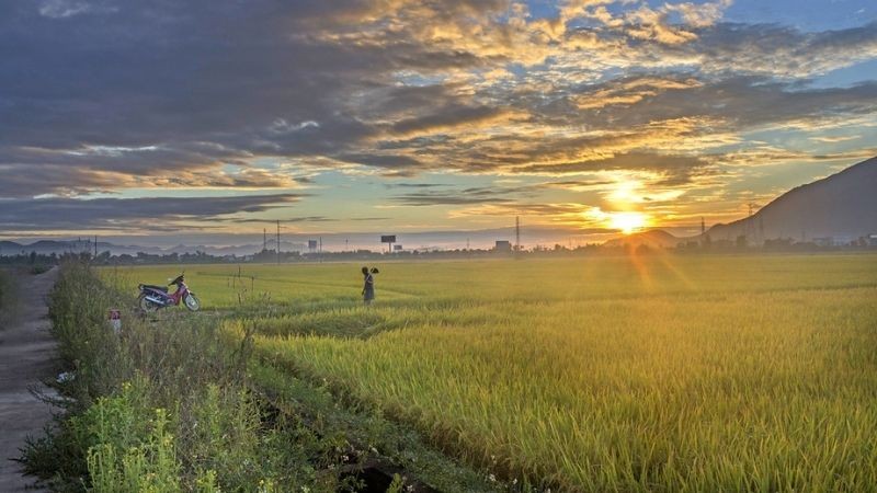Hình ảnh bình minh trên cánh đồng lúa