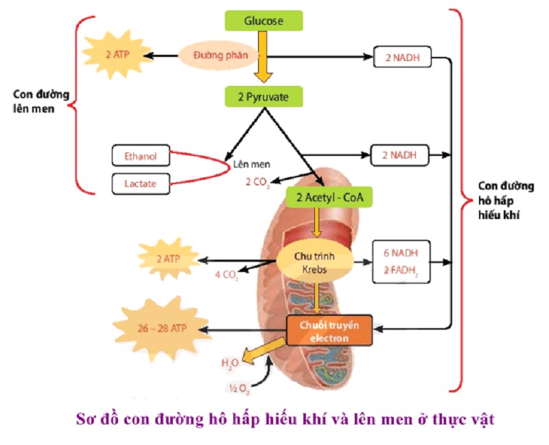 Chu trình Krebs và chuỗi truyền electron là hai giai đoạn quan trọng của hô hấp hiếu khí