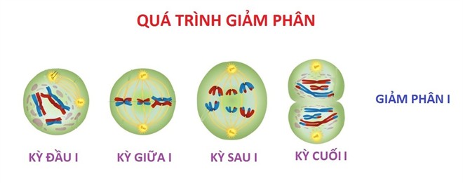 Hình minh họa quá trình giảm phân 1