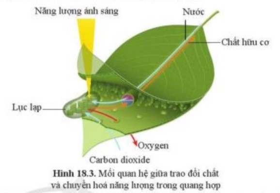 Quá trình trao đổi chất của thực vật