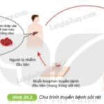 Amip lỵ gây bệnh kiết lỵ