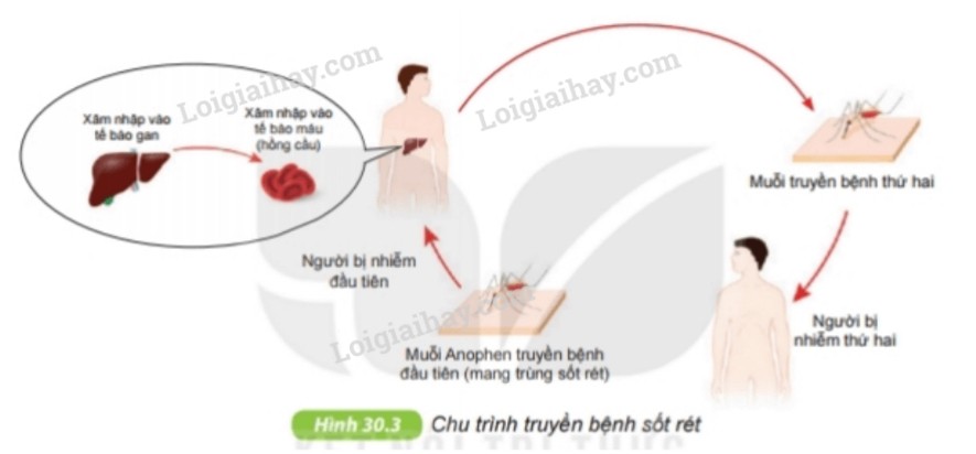 Amip lỵ gây bệnh kiết lỵ