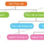 Rêu xanh mướt trên phiến đá ẩm ướt, tạo nên cảnh quan thiên nhiên tươi đẹp
