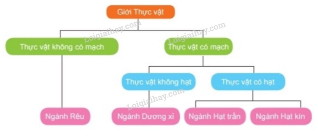 Rêu xanh mướt trên phiến đá ẩm ướt, tạo nên cảnh quan thiên nhiên tươi đẹp