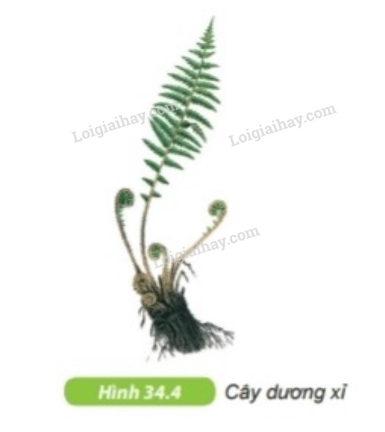 Cây dương xỉ với những chiếc lá xanh tươi, mọc um tùm trong rừng ẩm