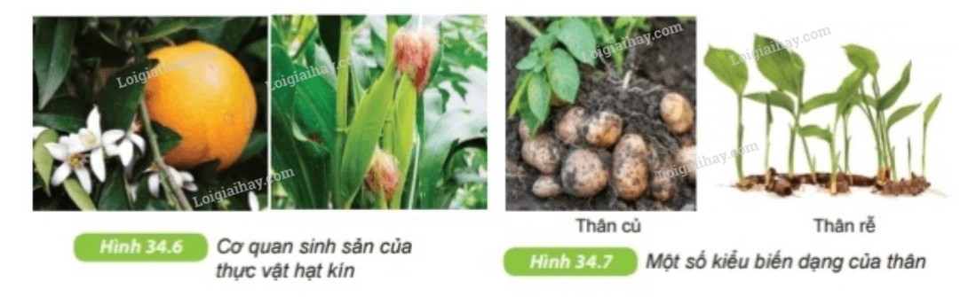 Vườn hoa rực rỡ sắc màu, minh họa cho sự đa dạng của thực vật hạt kín