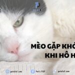 Mèo thở dốc do vận động mạnh, cần nghỉ ngơi đầy đủ
