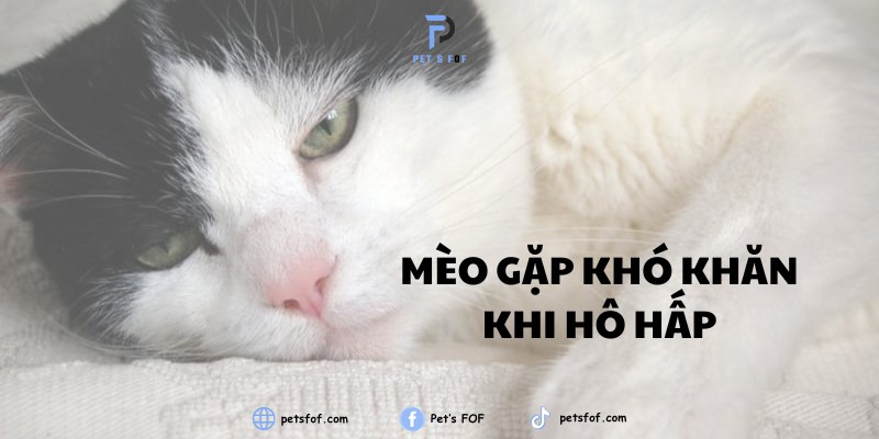 Mèo thở dốc do vận động mạnh, cần nghỉ ngơi đầy đủ